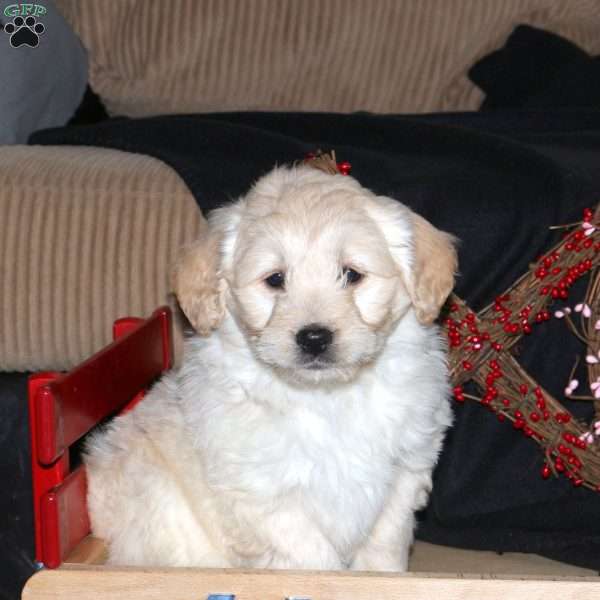 Holly, Mini Goldendoodle Puppy