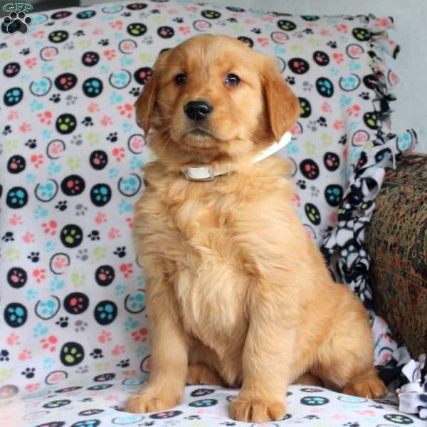 Holly, Golden Retriever Puppy