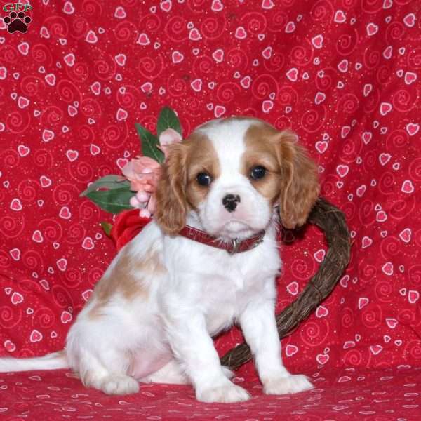 Holly, Cavalier King Charles Spaniel Puppy