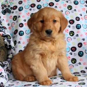 Holly, Golden Retriever Puppy