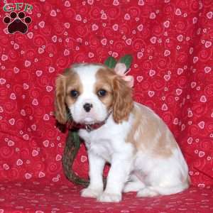 Holly, Cavalier King Charles Spaniel Puppy