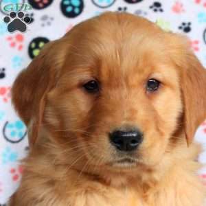 Holly, Golden Retriever Puppy