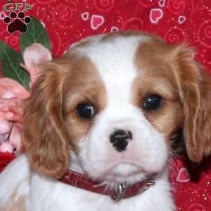 Holly, Cavalier King Charles Spaniel Puppy