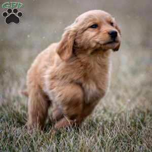 Holly, Golden Retriever Puppy