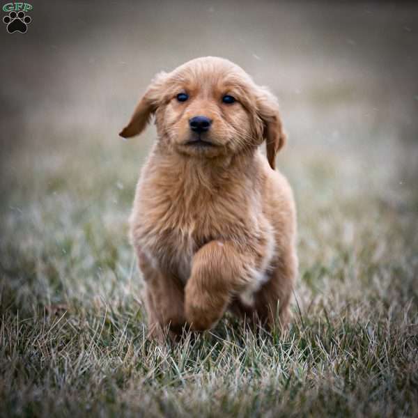 Holly, Golden Retriever Puppy