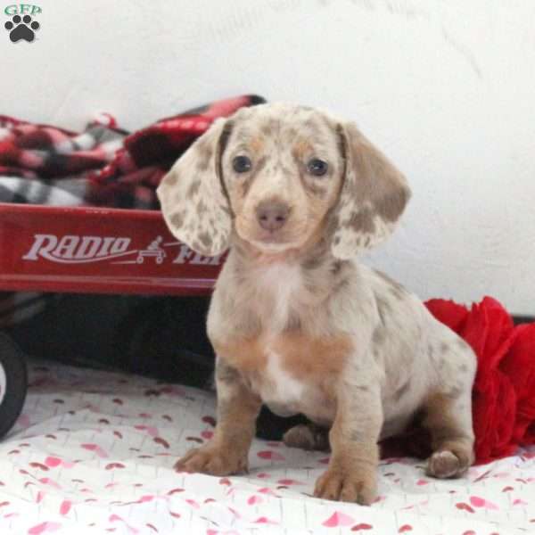 Holly, Dachshund Puppy