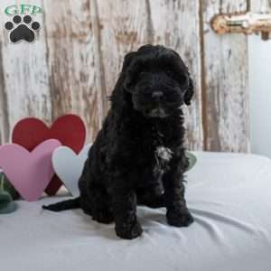 Holly, Mini Labradoodle Puppy