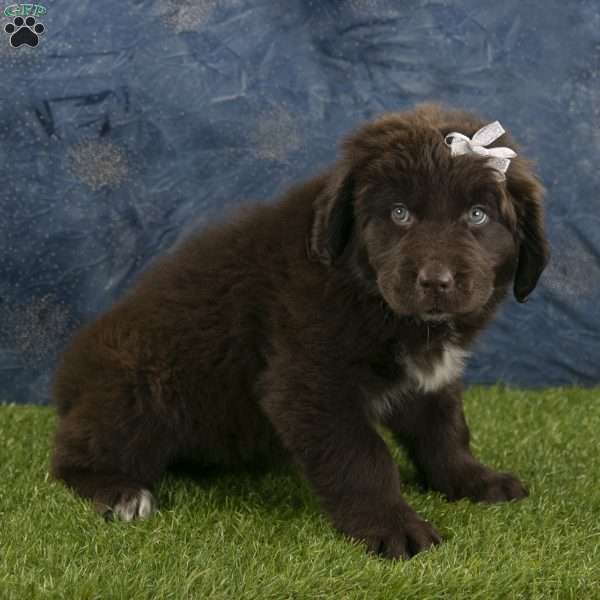 Honey, Newfoundland Puppy