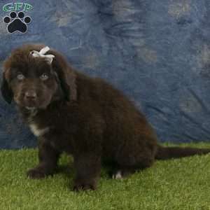 Honey, Newfoundland Puppy