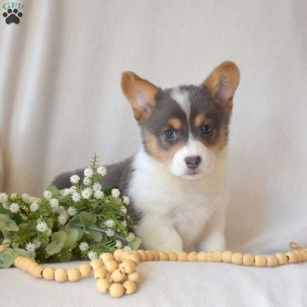 Honey, Pembroke Welsh Corgi Puppy