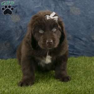 Honey, Newfoundland Puppy