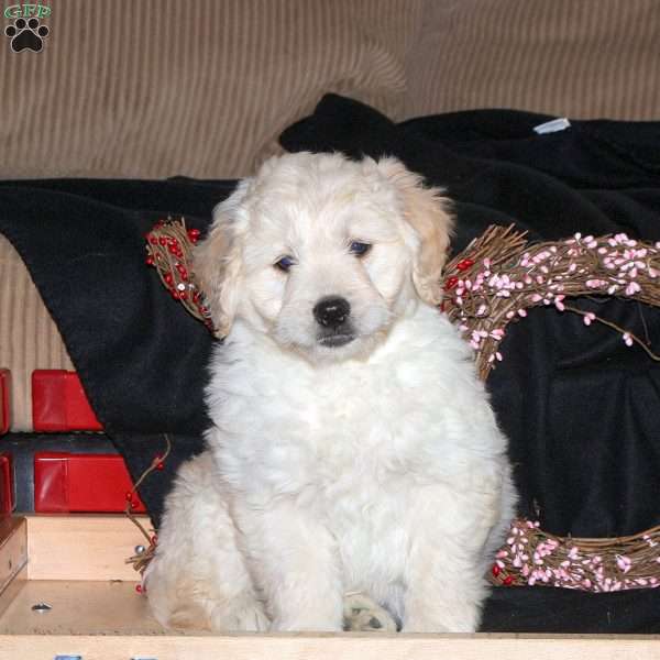 Hooper, Mini Goldendoodle Puppy