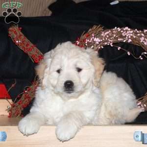 Hooper, Mini Goldendoodle Puppy