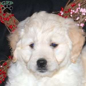 Hooper, Mini Goldendoodle Puppy