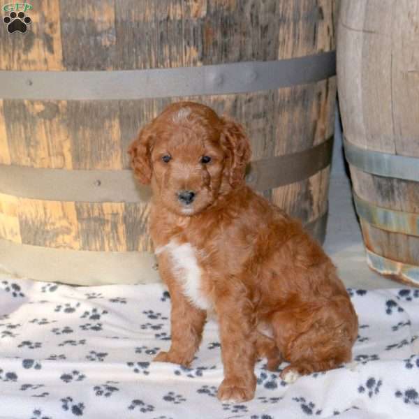 Hope, Mini Goldendoodle Puppy