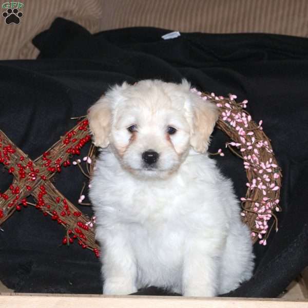 Hope, Mini Goldendoodle Puppy