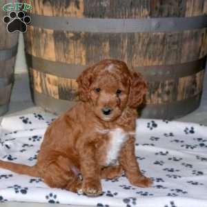 Hope, Mini Goldendoodle Puppy