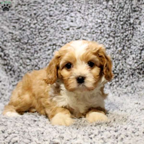 Hope, Cavapoo Puppy