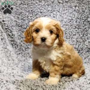 Hope, Cavapoo Puppy