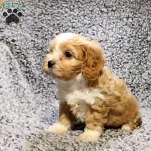 Hope, Cavapoo Puppy