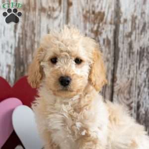 Hope, Mini Labradoodle Puppy