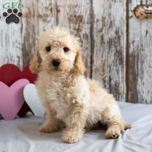 Hope, Mini Labradoodle Puppy