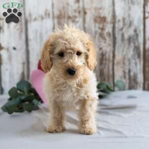 Hope, Mini Labradoodle Puppy