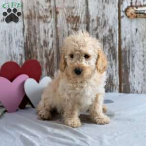 Hope, Mini Labradoodle Puppy