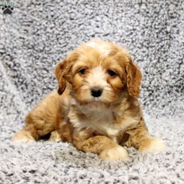 Huck, Cavapoo Puppy