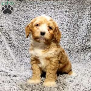 Huck, Cavapoo Puppy