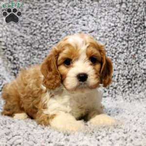 Hudson, Cavapoo Puppy