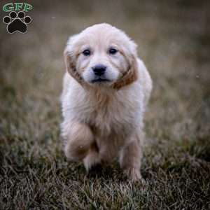 Hudson, Golden Retriever Puppy