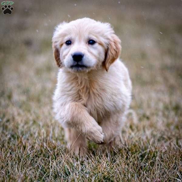 Hudson, Golden Retriever Puppy