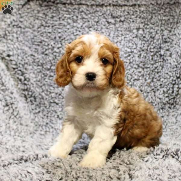 Hudson, Cavapoo Puppy