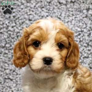 Hudson, Cavapoo Puppy