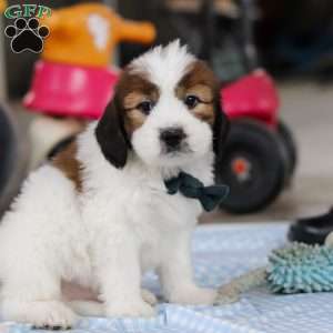 Hunter, Saint Berdoodle Puppy