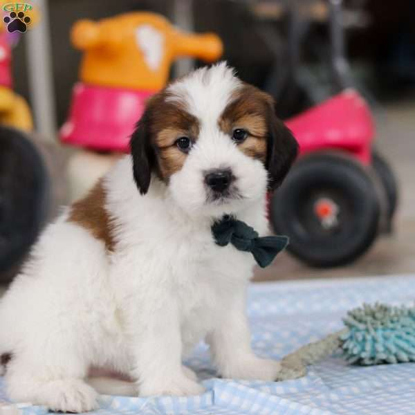 Hunter, Saint Berdoodle Puppy