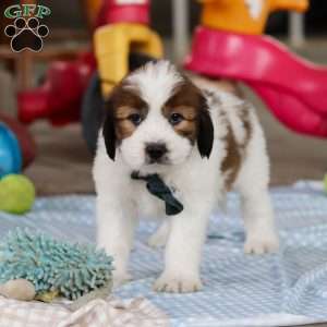 Hunter, Saint Berdoodle Puppy