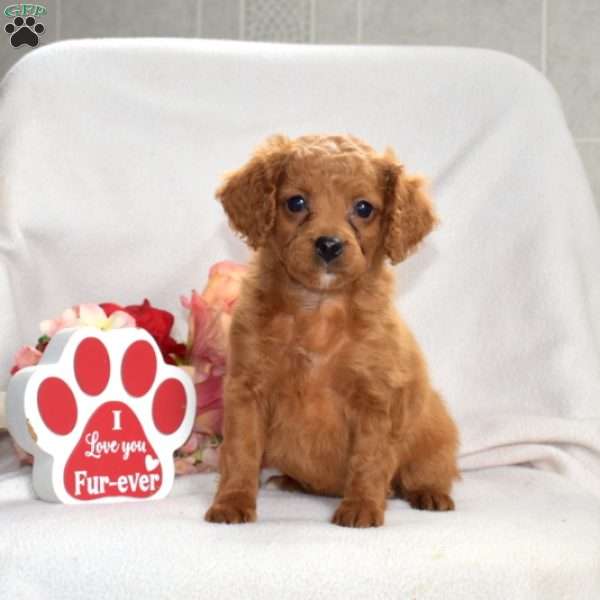 Hunter, Mini Goldendoodle Puppy