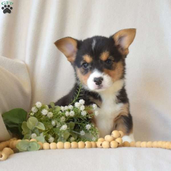 Hunter, Pembroke Welsh Corgi Puppy