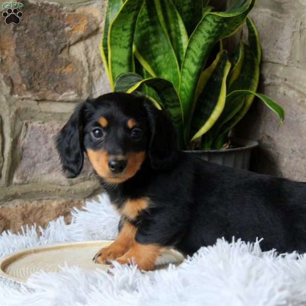 Hunter, Dachshund Puppy