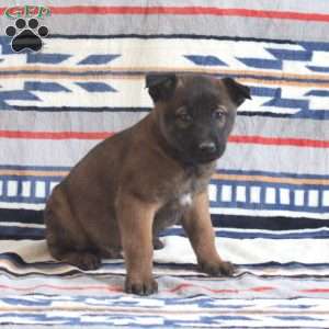 Hunter, Belgian Malinois Puppy