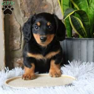 Hunter, Dachshund Puppy