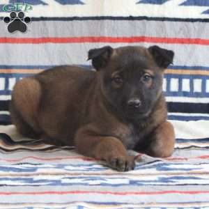 Hunter, Belgian Malinois Puppy