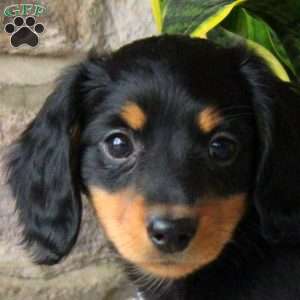 Hunter, Dachshund Puppy