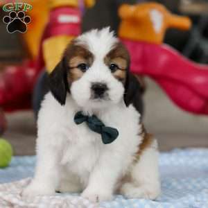 Hunter, Saint Berdoodle Puppy