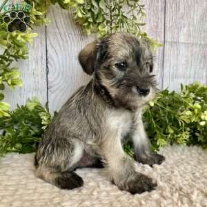 Thomas, Miniature Schnauzer Puppy