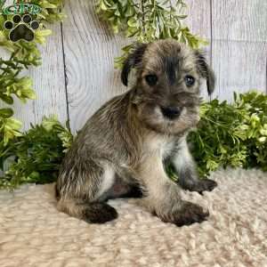 Thomas, Miniature Schnauzer Puppy