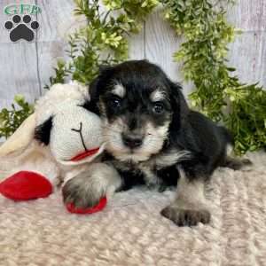 Tanner, Miniature Schnauzer Puppy