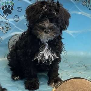 Sheila, Mini Schnoodle Puppy